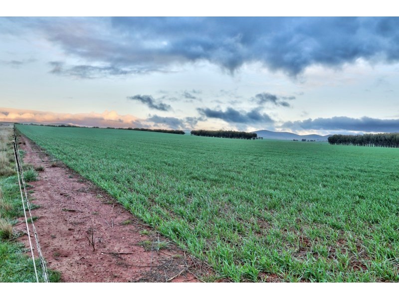 “Newikie” Old Belcunda Road, Mount Bryan SA 5418