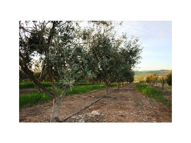 Aubrae Grove, Auburn SA 5451