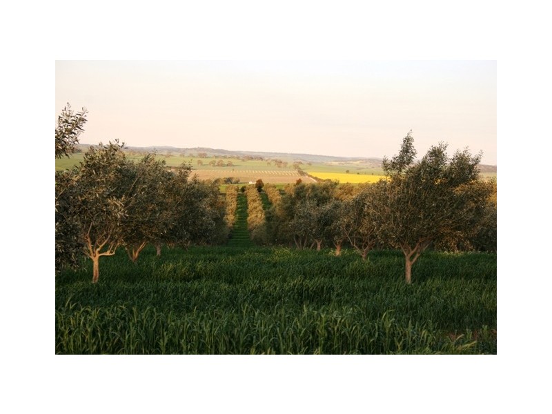 Aubrae Grove, Auburn SA 5451