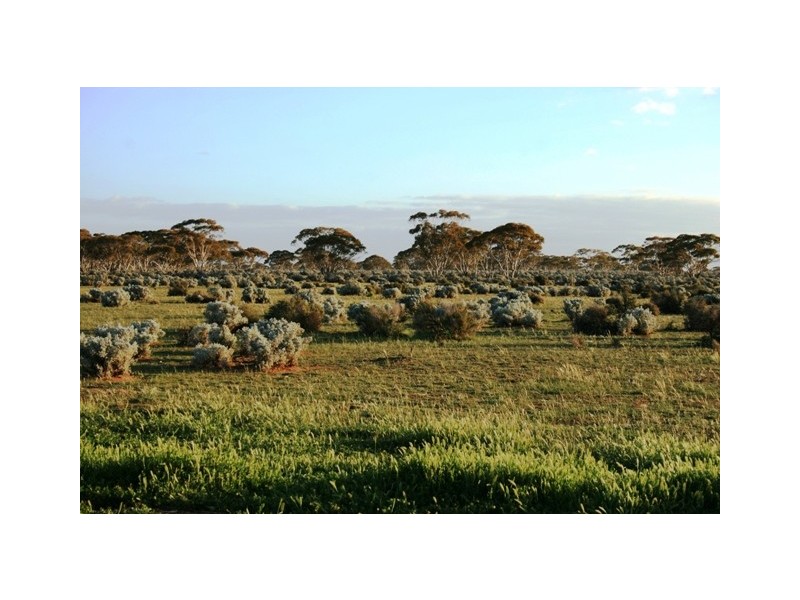 “Nettica” Boundary Road via Bower, Robertstown SA 5381