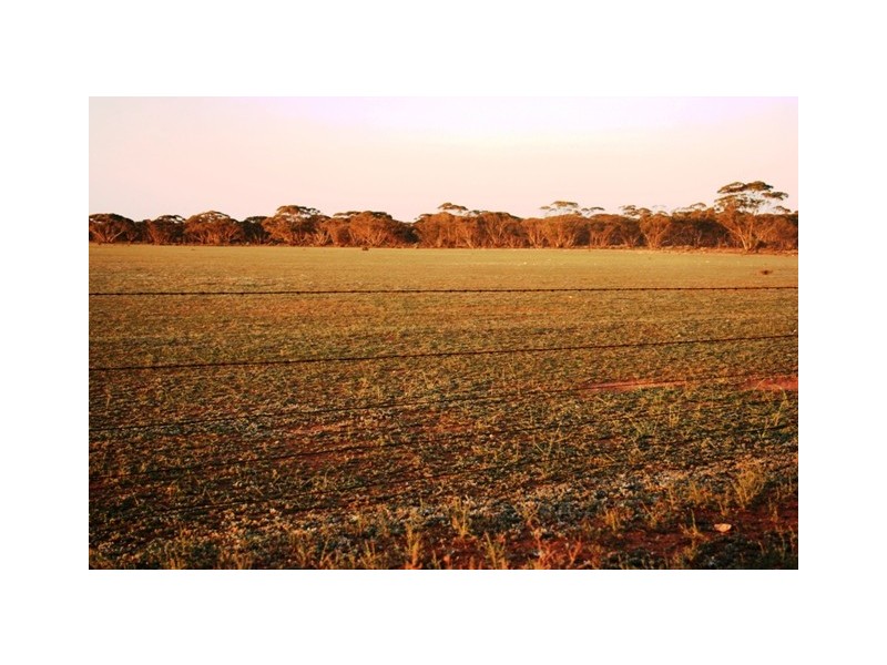 “Nettica” Boundary Road via Bower, Robertstown SA 5381
