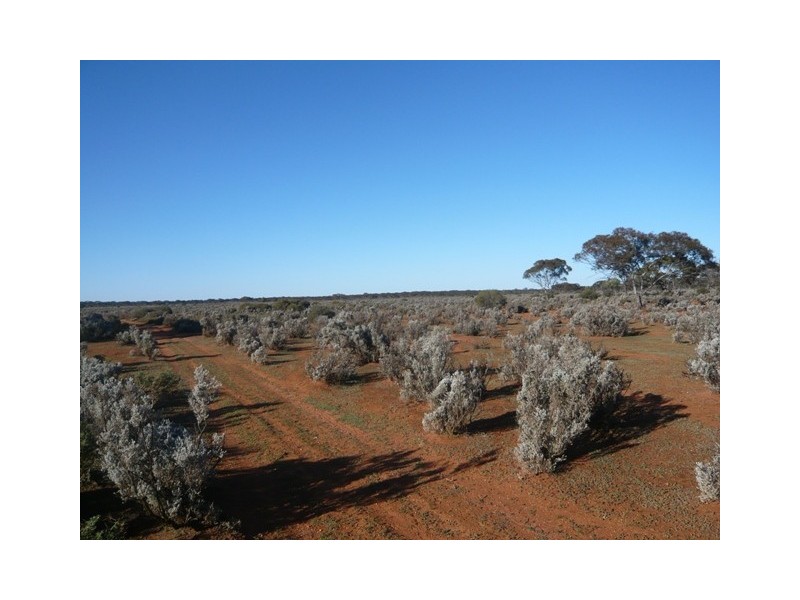 “Nettica” Boundary Road via Bower, Robertstown SA 5381
