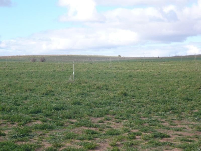 Lot 1 Murbko Via, Blanchetown SA 5357