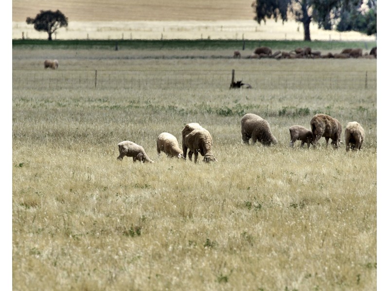 “Donara” Donara Road, Mount Bryan SA 5418