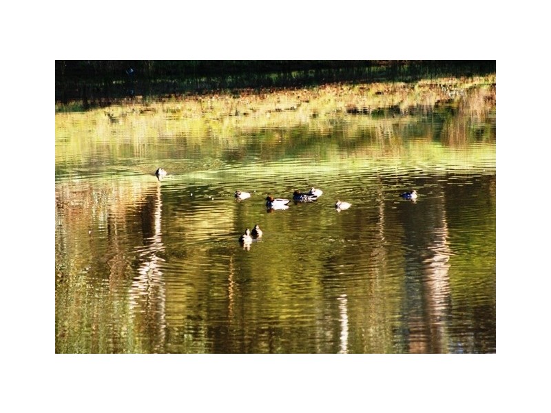 51 Hughes Park Road, Clare SA 5453