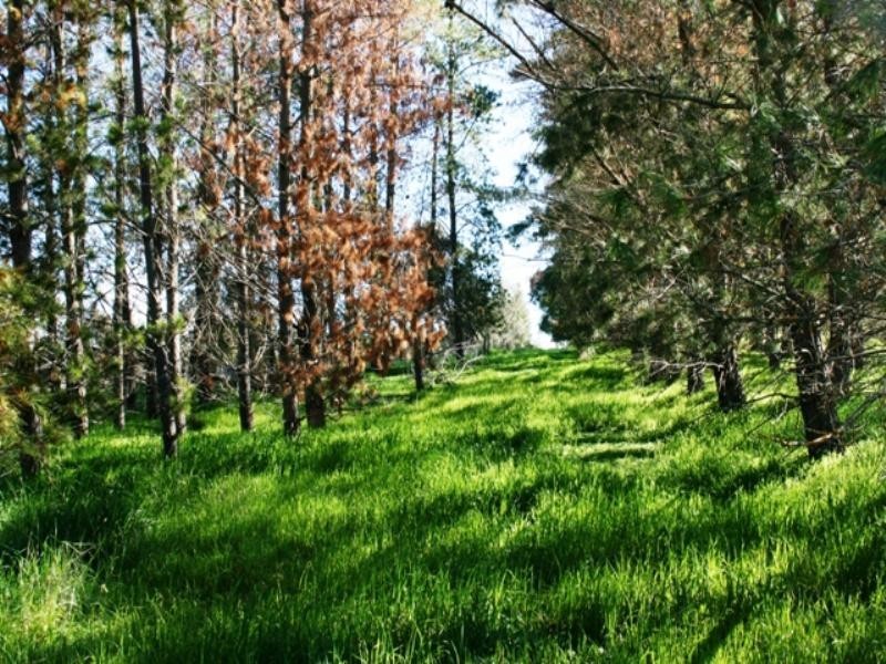 Lot 591 Old Blyth Road, Armagh SA 5453