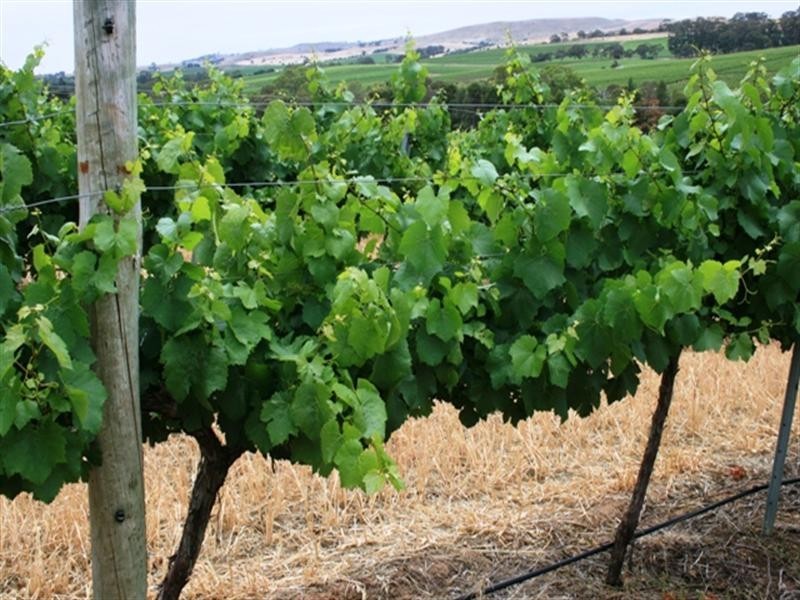 Lot 20 Main North Road, Leasingham SA 5452