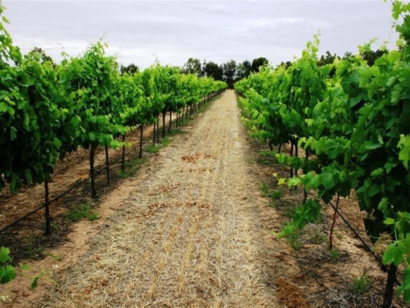 Sec 797 Government Road, Leasingham SA 5452