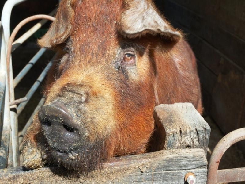 Yelmah Piggery Fyfe Road, Hamley Bridge SA 5401