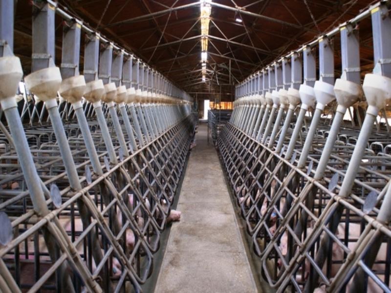 Yelmah Piggery Fyfe Road, Hamley Bridge SA 5401