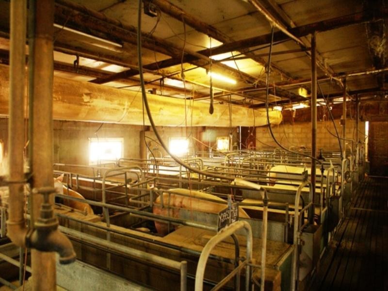 Yelmah Piggery Fyfe Road, Hamley Bridge SA 5401