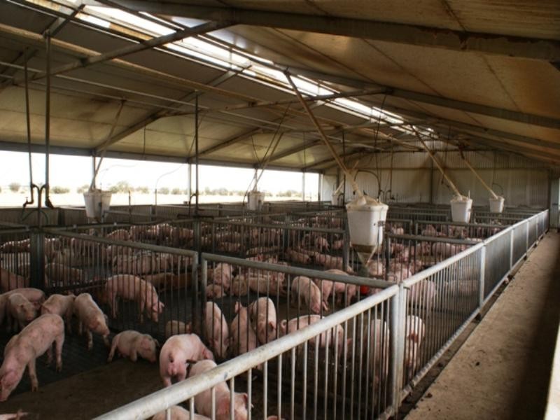 Yelmah Piggery Fyfe Road, Hamley Bridge SA 5401