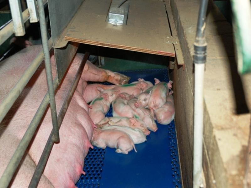 Yelmah Piggery Fyfe Road, Hamley Bridge SA 5401