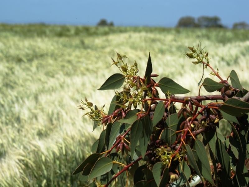 Yelmah Piggery Fyfe Road, Hamley Bridge SA 5401