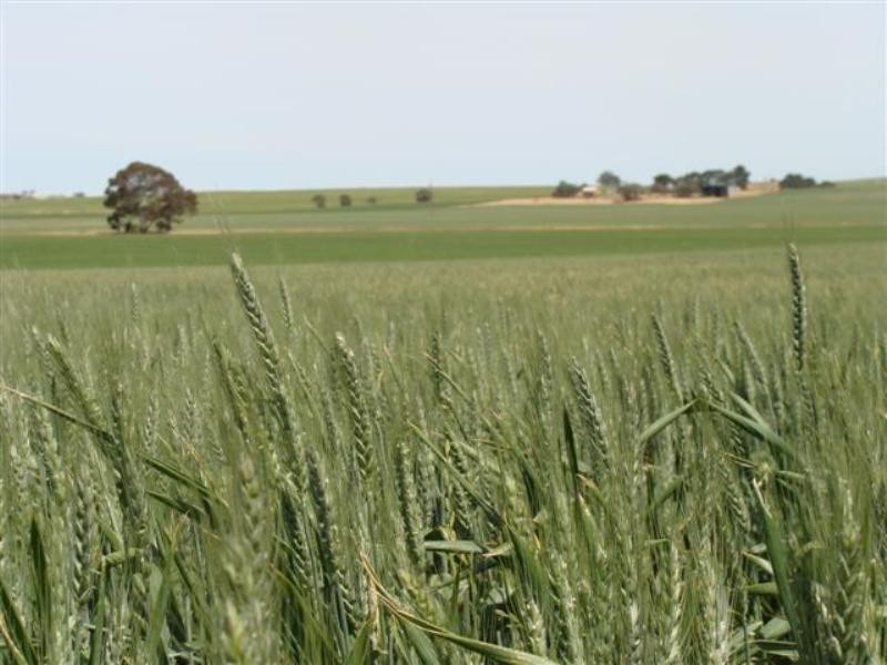 Secs on Pipeline and Soldiers Roads, Yacka SA 5470