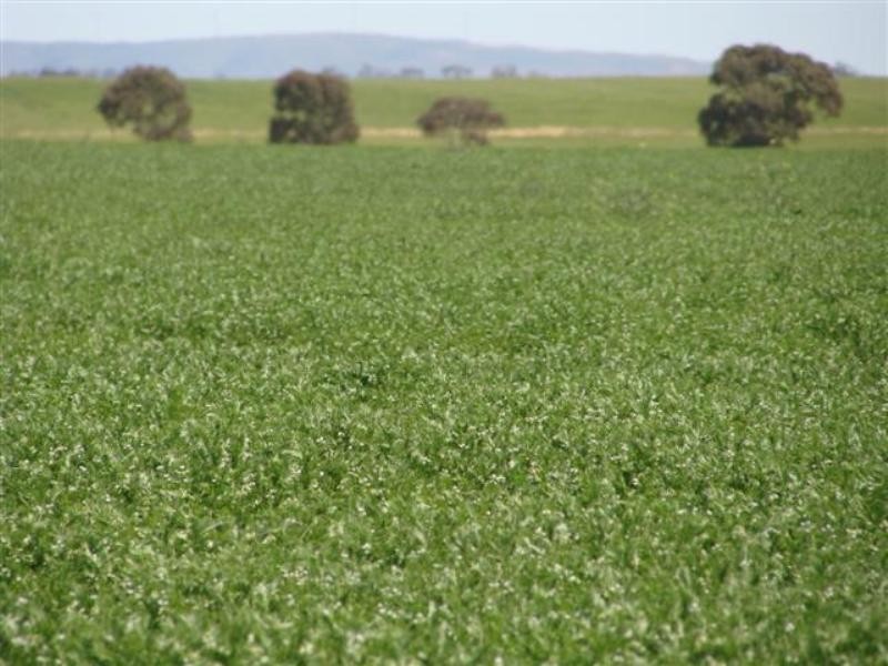 Secs on Pipeline and Soldiers Roads, Yacka SA 5470