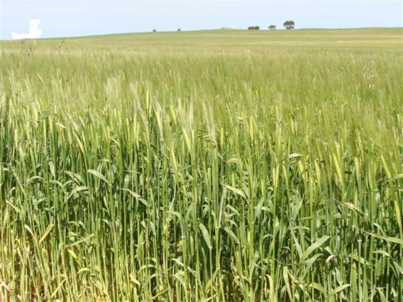 Secs on Pipeline and Soldiers Roads, Yacka SA 5470