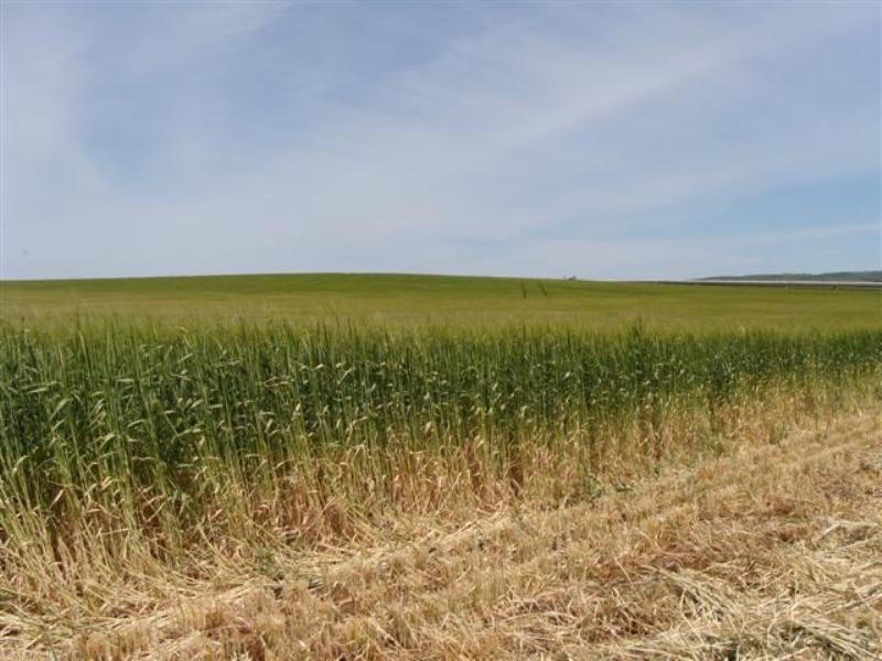 Secs on Pipeline and Soldiers Roads, Yacka SA 5470