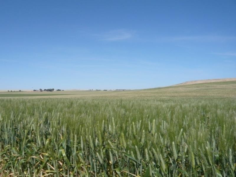 Secs on Pipeline and Soldiers Roads, Yacka SA 5470