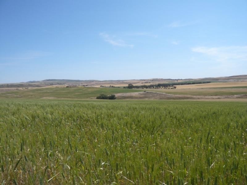 Secs on Pipeline and Soldiers Roads, Yacka SA 5470