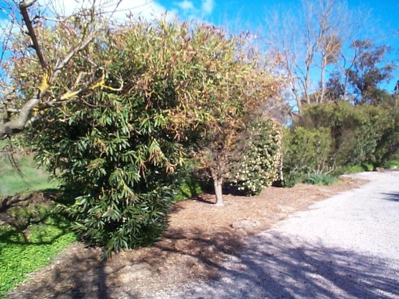 11 Main North Road, Clare SA 5453