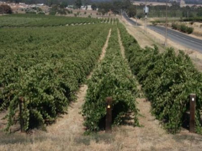 Corner Quarry Road and Spring Farm Road, Clare SA 5453