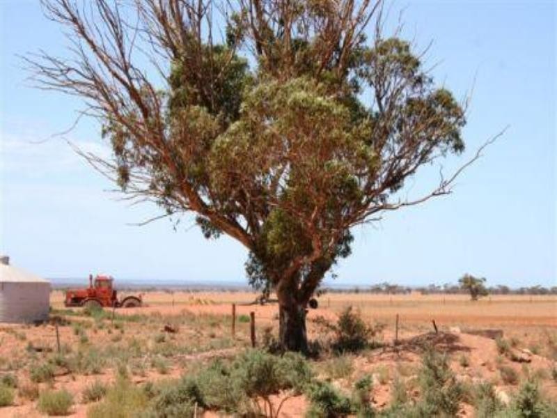 Lot 82 Bungalow Road, Cowell SA 5602