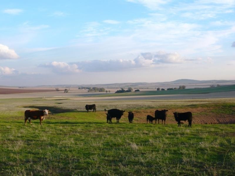 “Koonoona” Springbank Road, Burra SA 5417