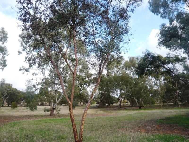 Sec 55 Riverblocks Road, Yacka SA 5470