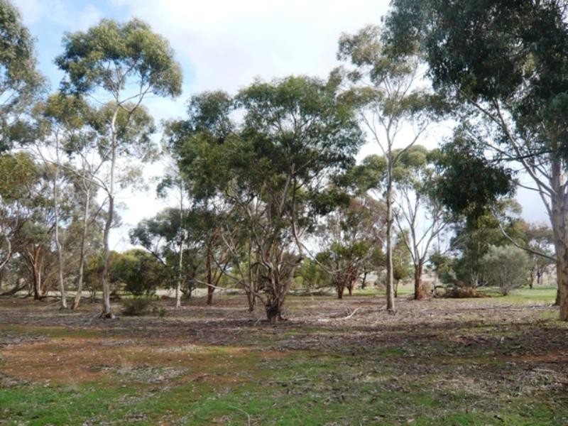 Sec 55 Riverblocks Road, Yacka SA 5470