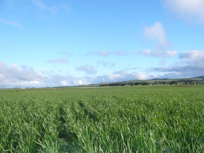 Farrell Flat SA 5416