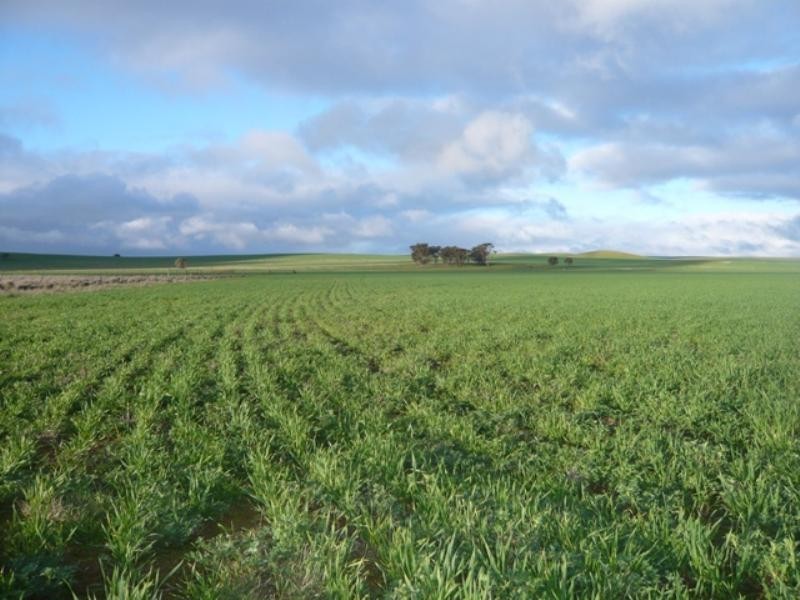 Farrell Flat SA 5416