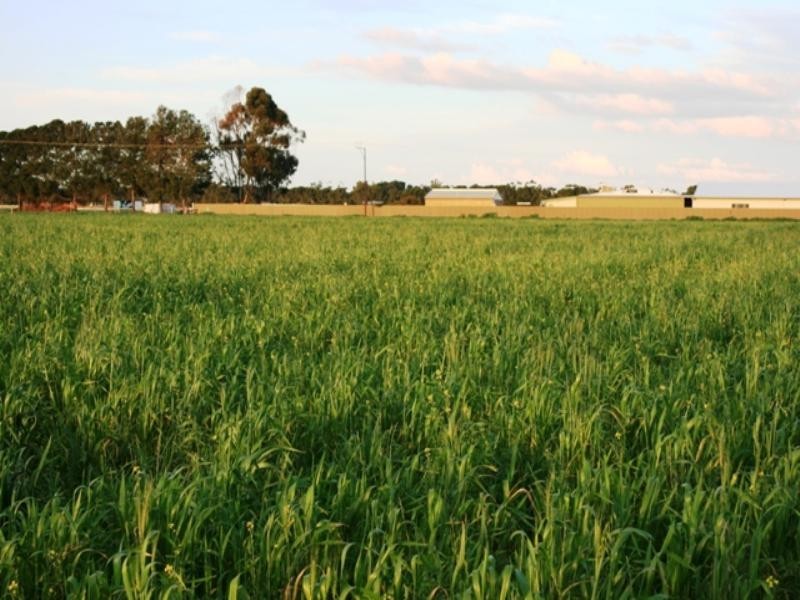 16 Race Course Road, Balaklava SA 5461