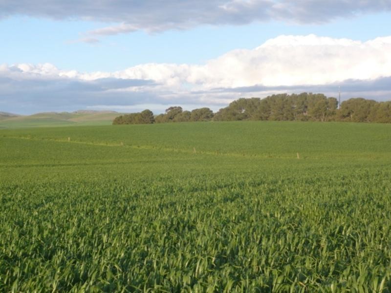 “Barton Hill Homestead”, Black Springs SA 5413