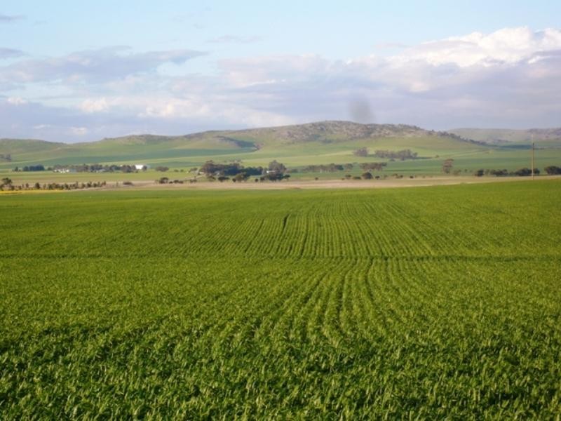 “Barton Hill Homestead”, Black Springs SA 5413