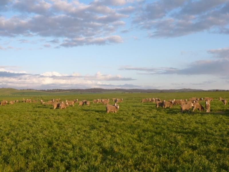 “Barton Hill Homestead”, Black Springs SA 5413