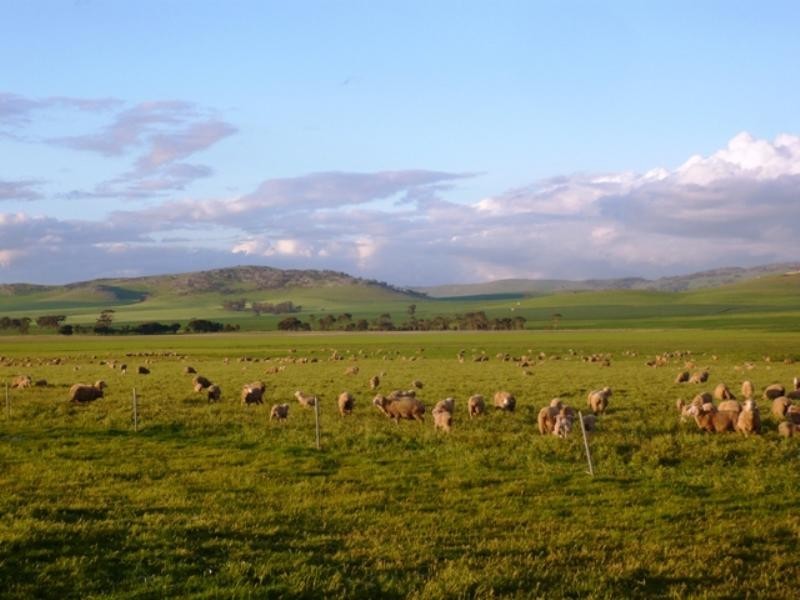 “Barton Hill Homestead”, Black Springs SA 5413