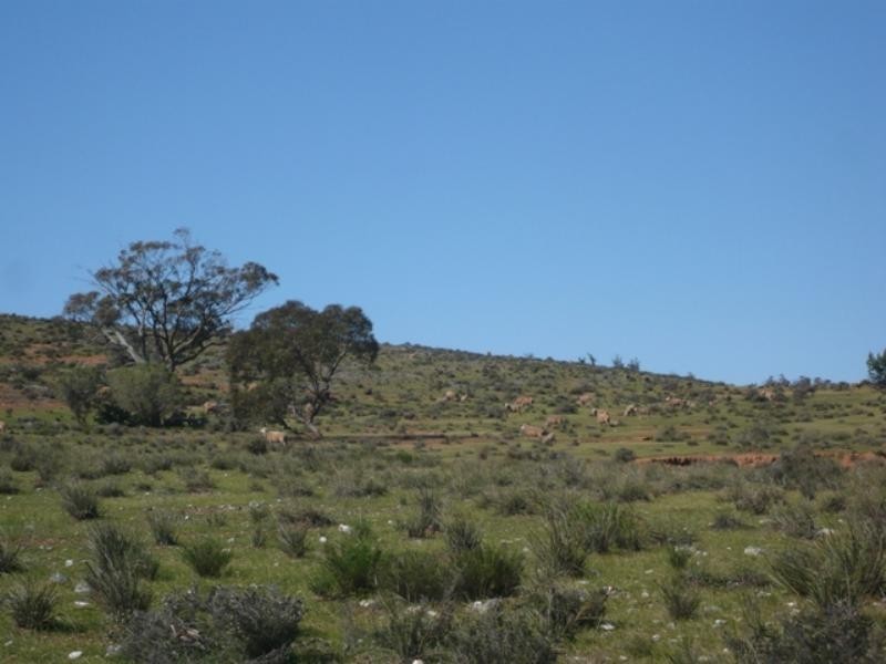 Mt Bryan East, Hallett SA 5419
