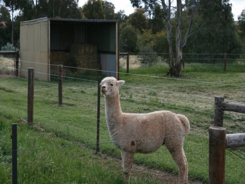 LT 92 GLOBE, Auburn SA 5451