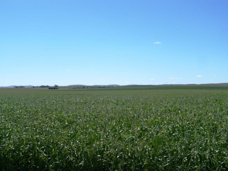 “Jetners” Road 137, Leighton SA 5417