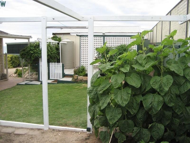 7 Angus Road, Tiddy Widdy Beach SA 5571