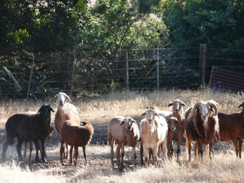 Lot 334 Salter Springs Road, Rhynie SA 5412