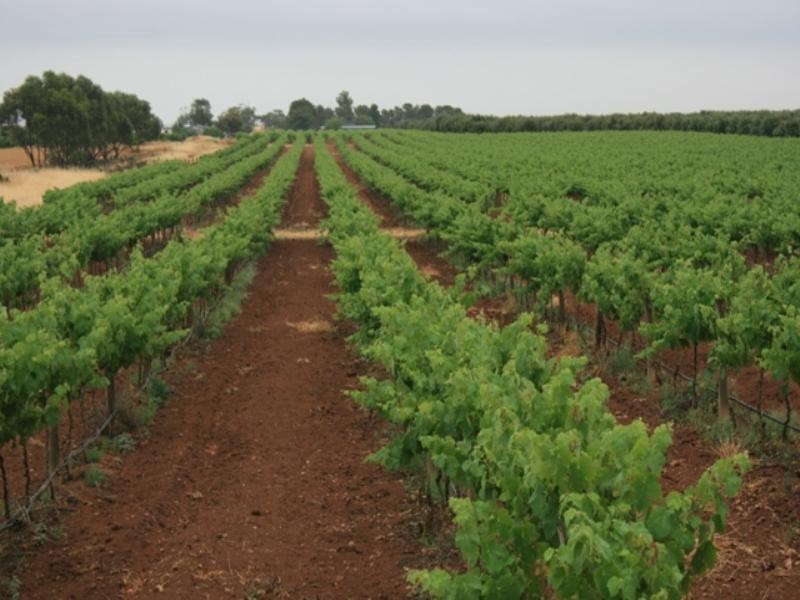 Lot 34 Government Road, Bowmans SA 5550