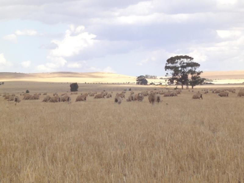 “Crossings” Mintaro-Farrell Flat Road, Farrell Flat SA 5416