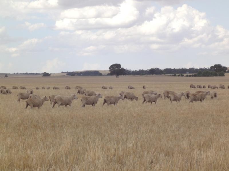 “Crossings” Mintaro-Farrell Flat Road, Farrell Flat SA 5416