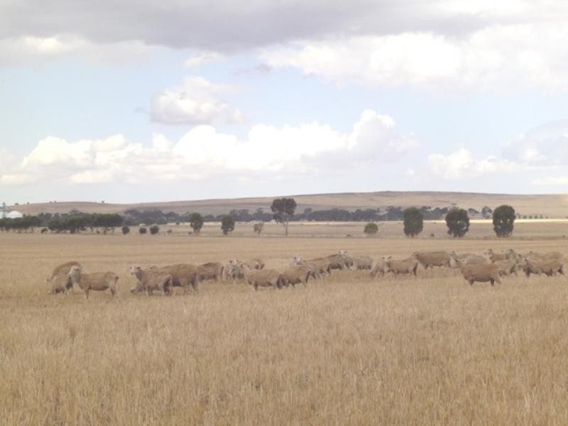 “Crossings” Mintaro-Farrell Flat Road, Farrell Flat SA 5416