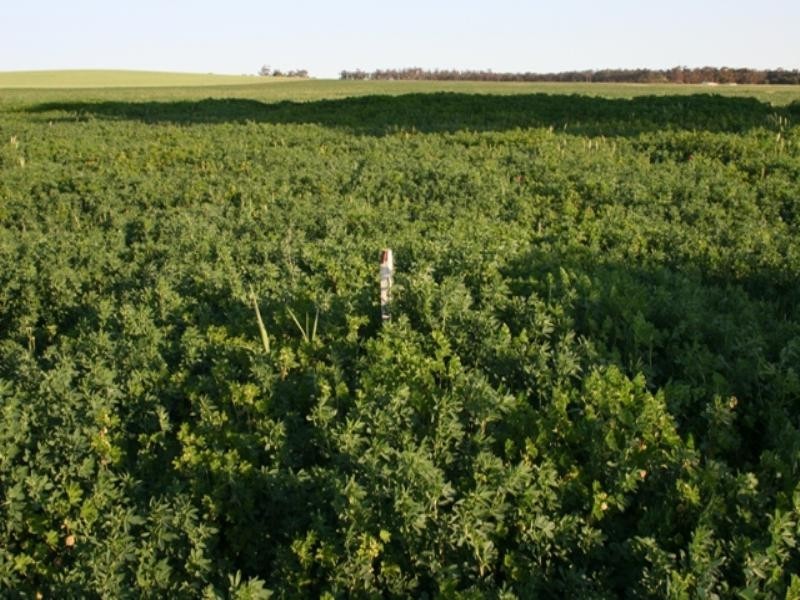 Block 15 and Allotment 11, Leighton SA 5417