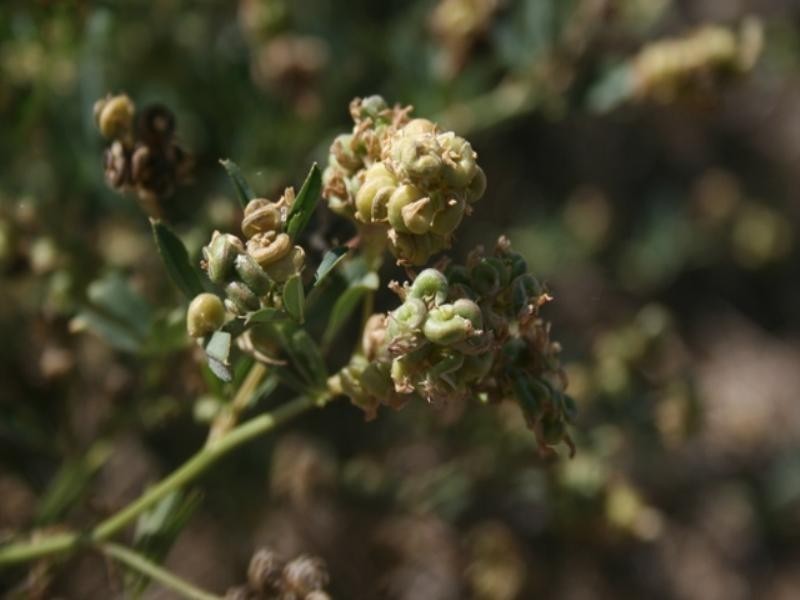 Block 15 and Allotment 11, Leighton SA 5417
