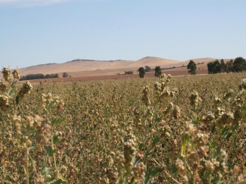 Block 15 and Allotment 11, Leighton SA 5417