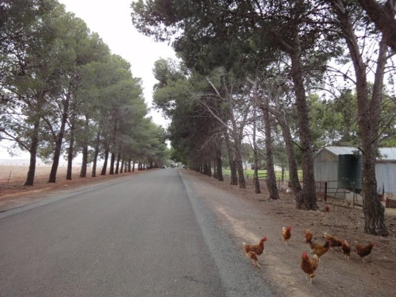 Lots 7 and 8 Lincoln Avenue, Spalding SA 5454